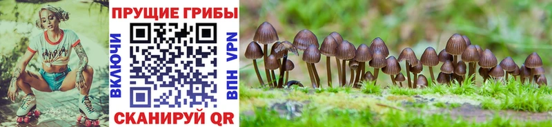 Псилоцибиновые грибы GOLDEN TEACHER  Ульяновск 